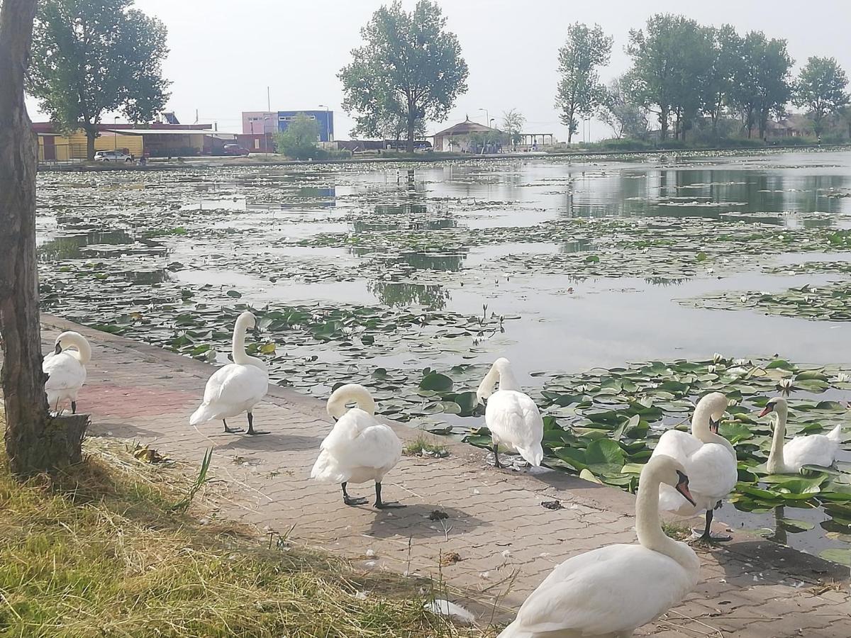 Pensiunea Scoika Steaguri Neptun Exterior foto