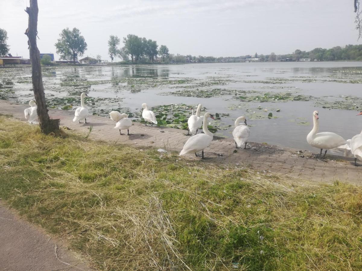 Pensiunea Scoika Steaguri Neptun Exterior foto