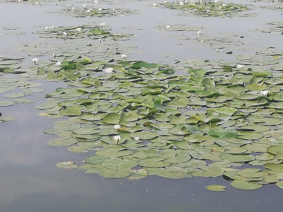 Pensiunea Scoika Steaguri Neptun Exterior foto