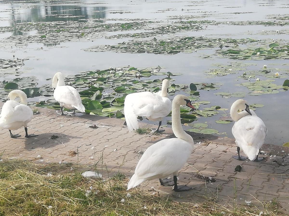 Pensiunea Scoika Steaguri Neptun Exterior foto